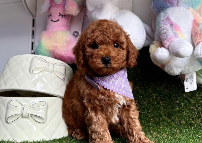 Safkan Toy Poodle Bebekler